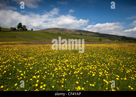 Wildblumenwiese über Askrigg Dorf, Wensleydale in Yorkshire Dales. Ellerton Narbe ist im Hintergrund. Stockfoto