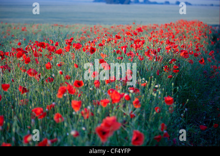 Bereich der rote Mohnblumen in UK (Papaver Rhoeas) Stockfoto