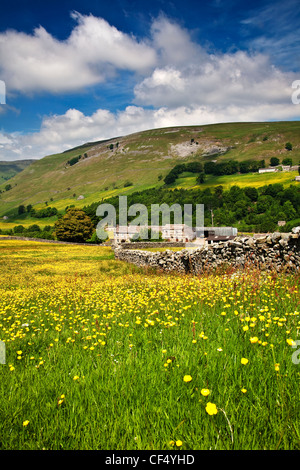 Wildblumenwiese auf der Crowtees Farm in der Nähe von Muker, Swaledale, Yorkshire Dales National Park. Stockfoto