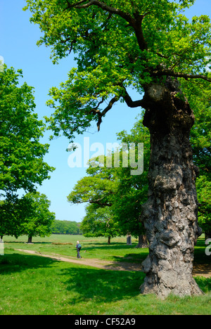 Ein Mann zu Fuß einen Weg vorbei an knorrigen Bäumen in Richmond Park. Stockfoto