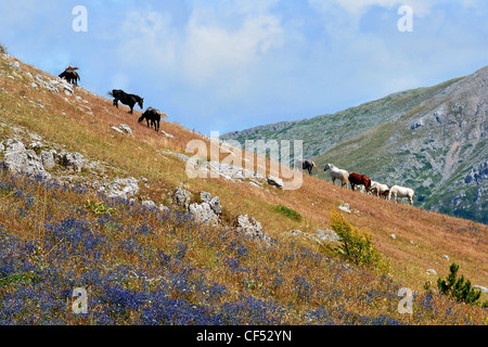 Italia Italien Italie Abruzzen Pescasseroli Monte Forcella Pferde frei Chevaux Libre Montagna Berg mont Park parque Stockfoto