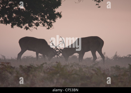 Paar rote Hirsche kämpfen im Nebel Stockfoto