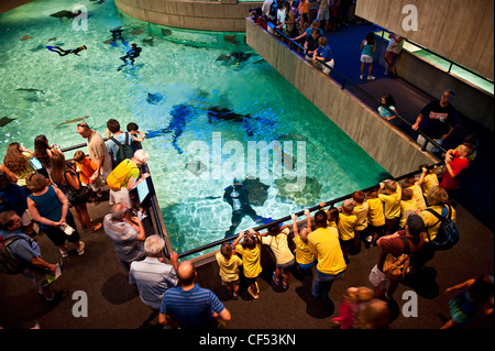 National Aquarium, Binnenhafen, Baltimore, Maryland, USA Stockfoto