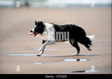 Ein Border-Collie Hund überqueren den Sand im Rhossili Bay auf The Gower, S. Wales UK Stockfoto