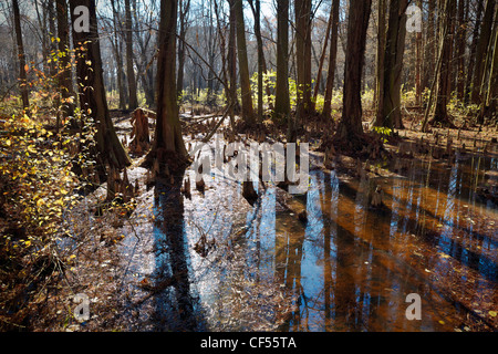 Battle Creek Cypress Swamp, der nördlichste Ort des natürlich vorkommenden Sumpfzypresse in Nordamerika, Maryland. Stockfoto