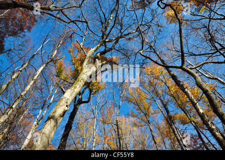 Battle Creek Cypress Swamp, der nördlichste Ort des natürlich vorkommenden Sumpfzypresse in Nordamerika, Maryland. Stockfoto