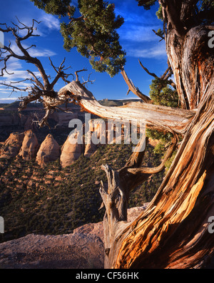 Koksöfen umrahmt von alten Kiefer entlang Rim Road bei Sonnenaufgang in Colorado National Monument in der Nähe von Grand Junction, Colorado Stockfoto