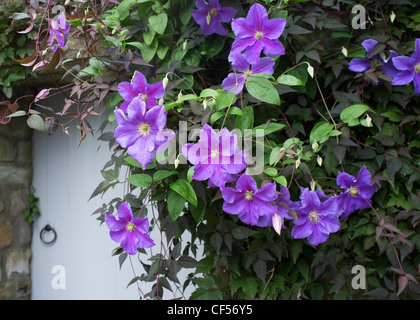 Perl-Azur Clematis umrahmen ein Land Hütte Tür, Reeth, Yorkshire, England Stockfoto