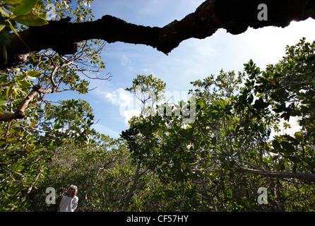 Frau zu Fuß auf einem Holzsteg durch eine schwarze Mangrovenwald, Key Largo, Florida Stockfoto