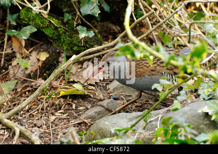 Eine Wasser-Schiene durch Unterholz schleichen Stockfoto