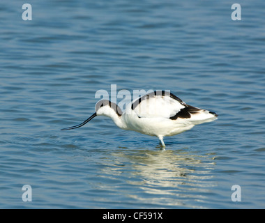 Pied oder Europäischen Säbelschnäbler (Recurvirostra Avosetta), Titchfield Haven, Hampshire, Großbritannien Stockfoto