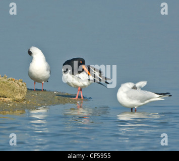 Eurasischen Austernfischer Haematopus Ostralegus - Hampshire UK Stockfoto