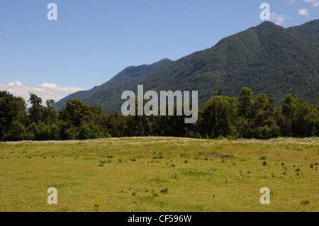 Grüne Wiese, Bäume und bewaldete Berge, Seen-Region, Ausläufer der südlichen Anden, Nr Villarrica, Chile Stockfoto