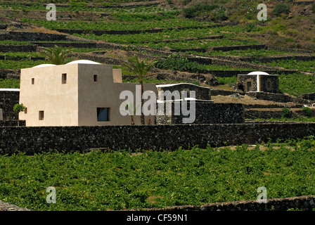 Donnafugata Weinberge und Keller bei Khamma Bezirk, Insel Pantelleria, Trapani, Sizilien, Italien Stockfoto