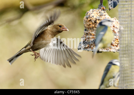 Eine weibliche Buchfink nach ein Futterhäuschen für Vögel fliegen Stockfoto