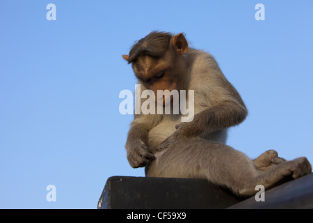 Bonnet Macaque Affen Stockfoto