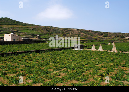 Donnafugata Weinberge und Keller bei Khamma Bezirk, Insel Pantelleria, Trapani, Sizilien, Italien Stockfoto