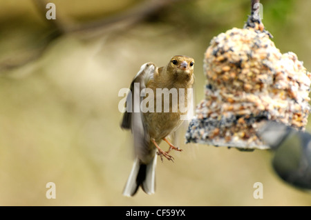 Eine weibliche Buchfink nach ein Futterhäuschen für Vögel fliegen Stockfoto