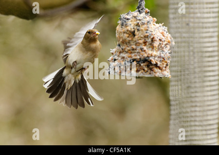 Eine weibliche Buchfink nach ein Futterhäuschen für Vögel fliegen Stockfoto