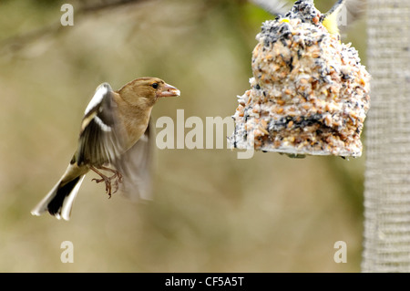 Eine weibliche Buchfink nach ein Futterhäuschen für Vögel fliegen Stockfoto