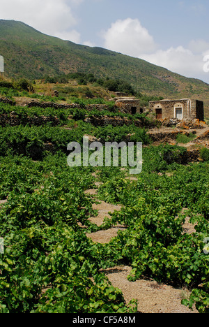 Weinberge, Insel Pantelleria, Trapani, Sizilien, Italien Stockfoto