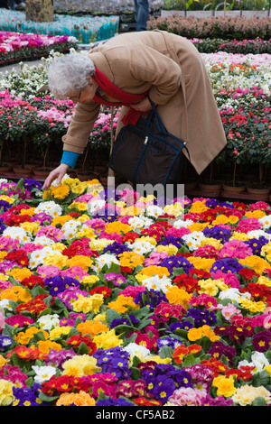 Frau Wahl Blumen in einem Garten-Center Stockfoto