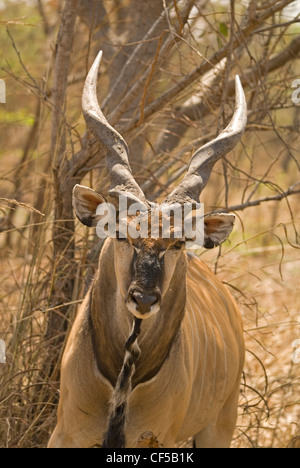 Riesiges Eland (Tauro Derbianus) auch bekannt als Lord Derby Eland Fathala Game Reserve Norden Senegals Stockfoto