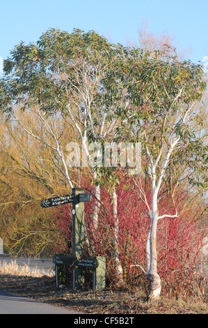 Zeichen für den öffentlichen Fußweg und der Saltern Weg, Chichester Marina. Eukalyptus Baum und rot bellte Hartriegel. Februar. Stockfoto