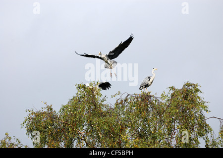 Heron in Muncaster über den Boden in Baumkrone Stockfoto