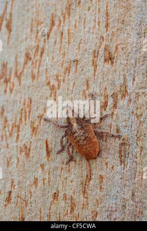 Eukalyptus-Schnauze-Käfer (Gonipterus Scutellatus) im Gum Baumstamm. Stockfoto