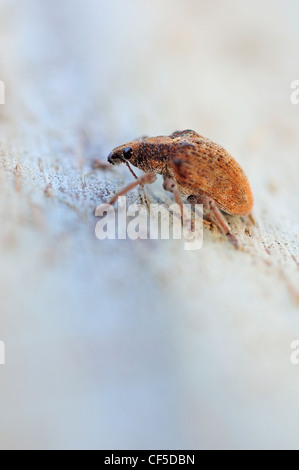 Eukalyptus-Schnauze-Käfer (Gonipterus Scutellatus) im Gum Baumstamm. Stockfoto