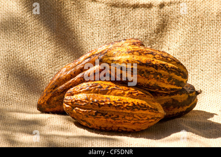 Theobroma Cacao auf Sackleinen Stockfoto