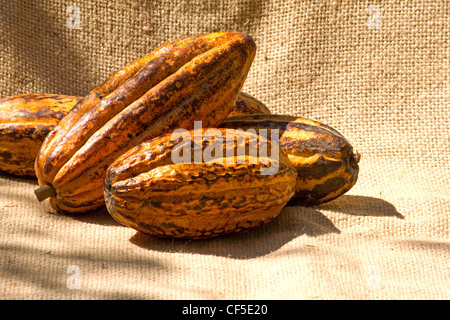 Theobroma Cacao auf Sackleinen Stockfoto