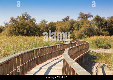 Holzstege durch den Parque Nacional Tablas de Daimiel. Tablas de Daimiel Nationalpark. Provinz Ciudad Real, Spanien. Stockfoto