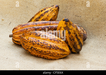 Theobroma Cacao auf Sackleinen Stockfoto