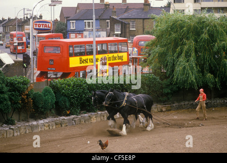 Youngs Brewery Horse Wandsworth Südwest London. SW18. England UK 1980s.. Schwere Pferdeausbildung auf dem Brauereigelände mitten in Wandsworth. Die Straße ist Armoury Way, heute A205. Um 1985. HOMER SYKES Stockfoto