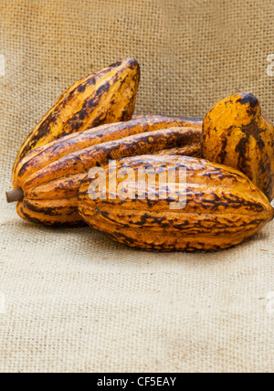 Theobroma Cacao auf Sackleinen Stockfoto