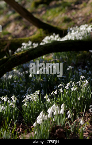 Schneeglöckchen (Galanthus Nivalis) wächst auf einem Waldboden. Stockfoto