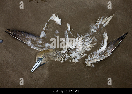 Toten Tölpel, abgeflacht und halb begraben am Strand von Nolton Haven in Pembrokeshire, Wales Stockfoto