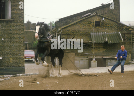 Youngs Brewery Horse Wandsworth Südwest London. SW18. England UK 1980s.. Schwere Pferdeausbildung auf dem Brauereigelände mitten in Wandsworth. Um 1985. HOMER SYKES Stockfoto