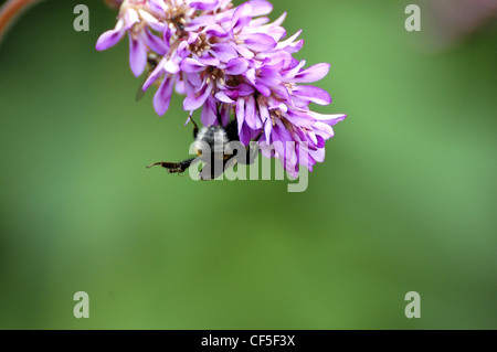 Biene hing kopfüber wie Nektar Auszüge aus Blume Stockfoto