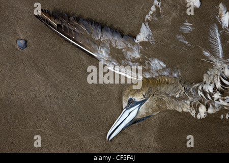 Toten Tölpel, abgeflacht und halb begraben am Strand von Nolton Haven in Pembrokeshire, Wales Stockfoto