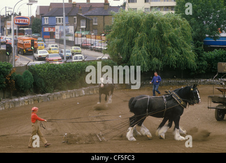 Youngs Brewery Horse Wandsworth Südwest London. SW18. England UK 1980s.. Schwere Pferdeausbildung auf dem Brauereigelände mitten in Wandsworth. Die Straße ist Armoury Way, heute A205. Um 1985. HOMER SYKES Stockfoto