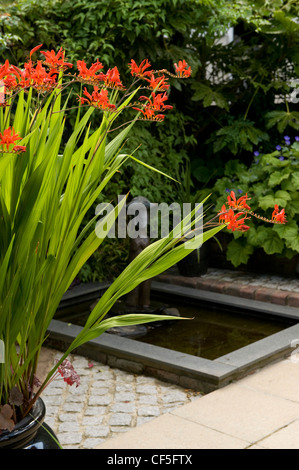 Naturlehrpfad John Vale und Barbara Gilbert Garten in Epping Tall Topfpflanze mit orangen Blüten Stockfoto