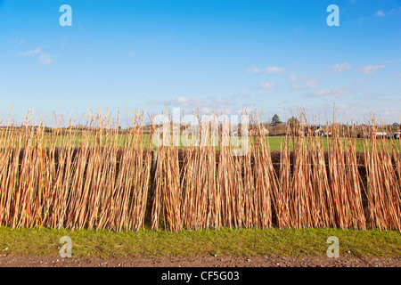 Withies, flexible Weide Stiele für in der Regel verwendet für thatching, trocknen in der Sonne. Stockfoto
