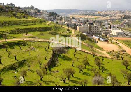 Hügel bedeckt mit Olivenbäumen in Jerusalem, Israel. Stockfoto