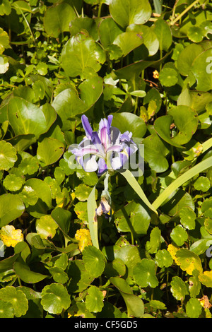 wilde blaue Iris in den Everglades, Florida, usa Stockfoto