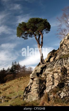 Ein einsamer Baum auf einem zerklüfteten Felsen. Buttermere bedeutet den See durch die Molkereien Weiden. Stockfoto