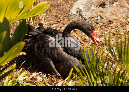 schwarzer Schwan mit Cygnets am Nest an Eola See Orlando Florida Usa Stockfoto