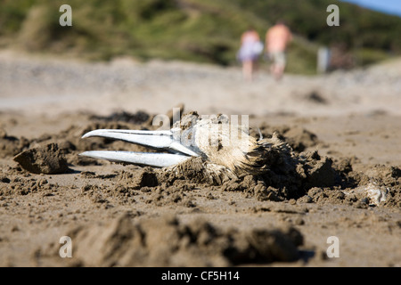 Toten Tölpel, begraben am Strand am Vortag, dann teilweise ausgegraben, von einem Hund Stockfoto